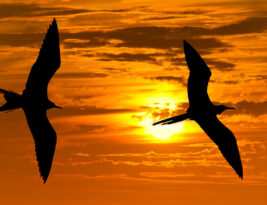 CFI Brief: Bird Strikes