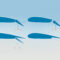 Common flap types as example of practical test knowledge