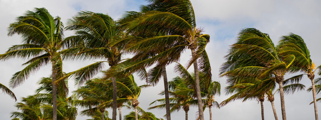 palm trees blowing in fast wind