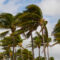 palm trees blowing in fast wind