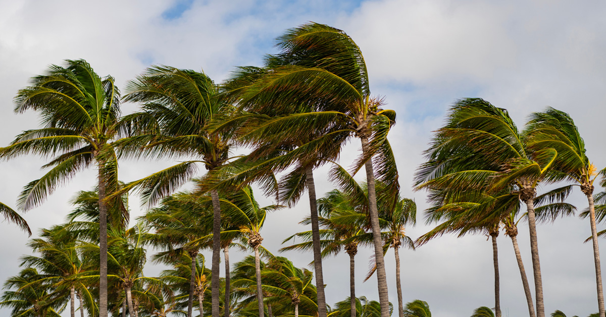 palm trees blowing in fast wind