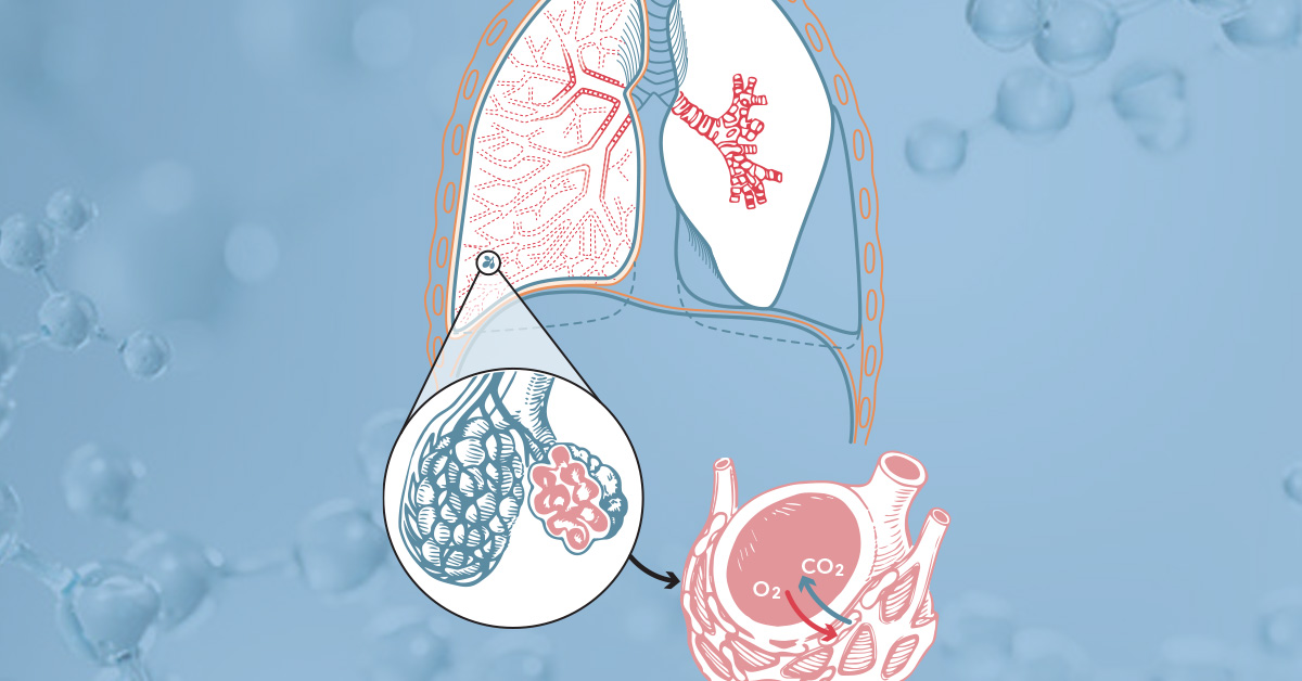 Illustration of lungs and the anatomy of breathing atop oxygen molecules